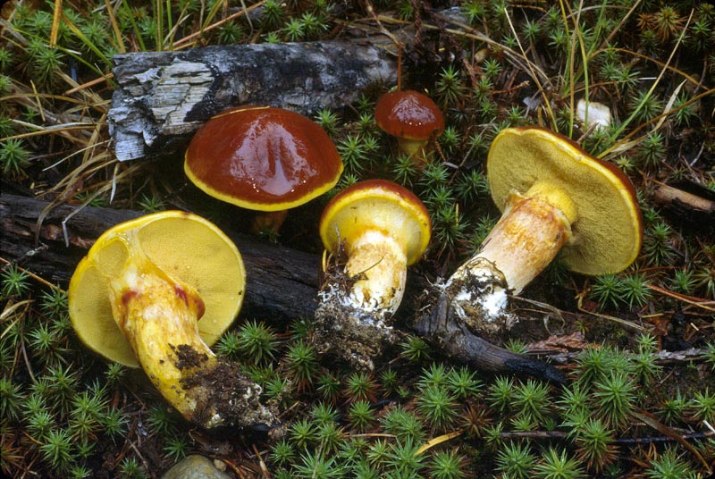Suillus grevillei